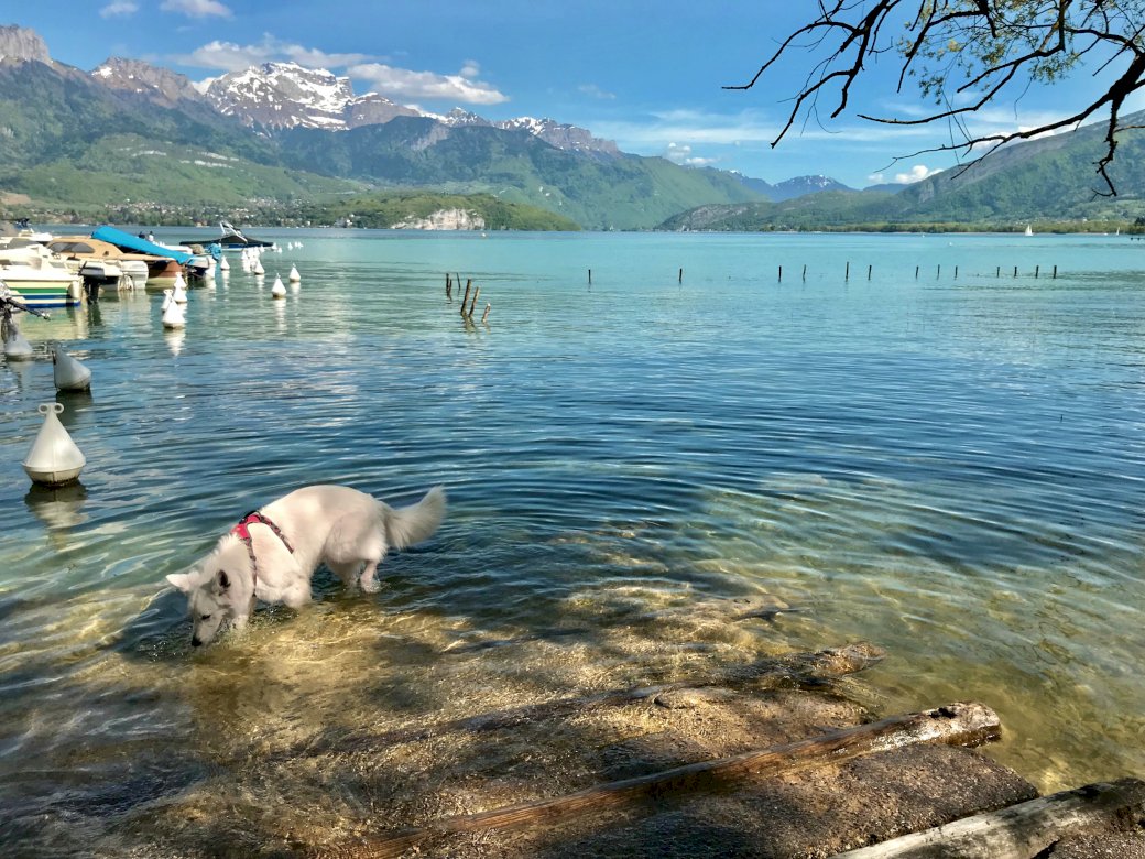 Simning vid sjön Annecy Pussel online