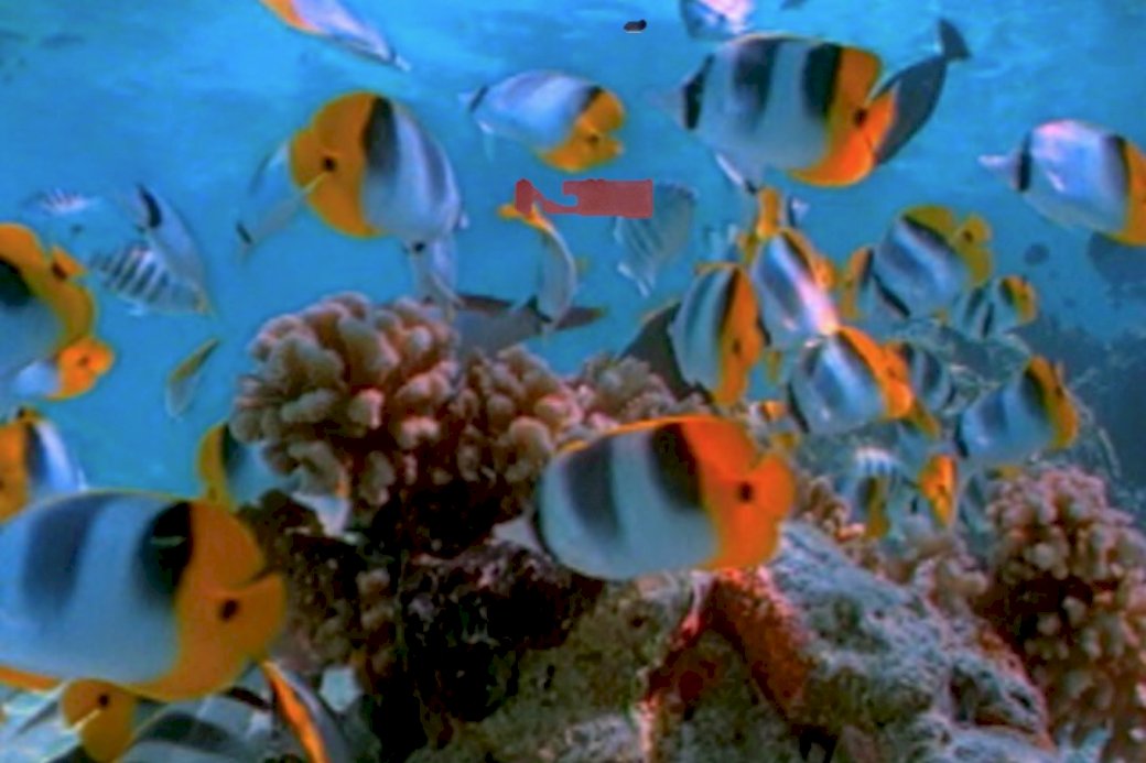 marine fishes jigsaw puzzle online