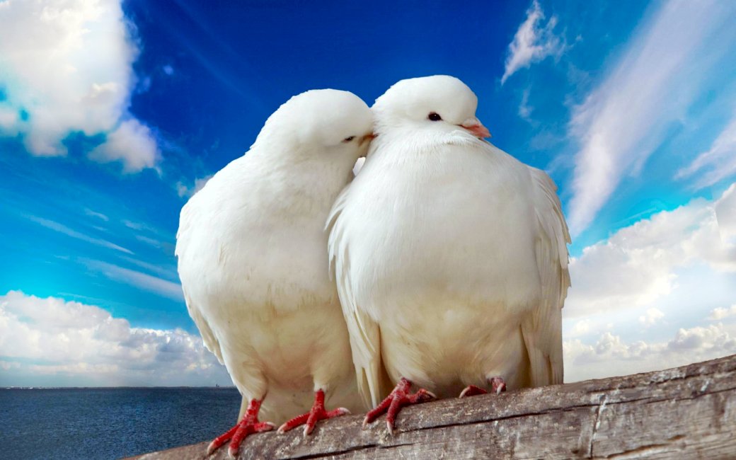 lovebirds kirakós online