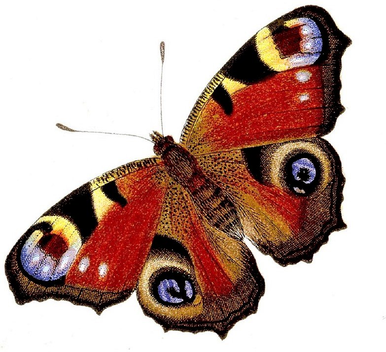 mariposa pavo real rompecabezas en línea