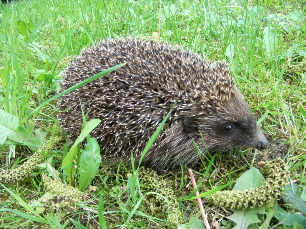 Hedgehog - in search of food online puzzle