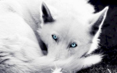 very very adorable white fox online puzzle