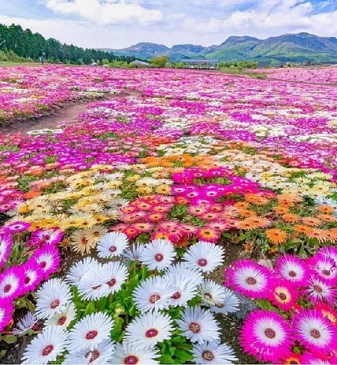 Květinový koberec. skládačky online