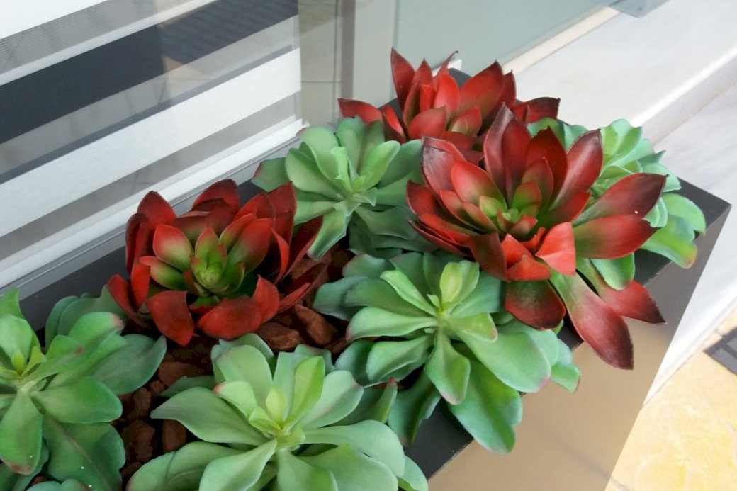 kleurrijke vetplanten online puzzel