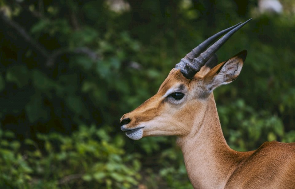 Impala, animals online puzzle
