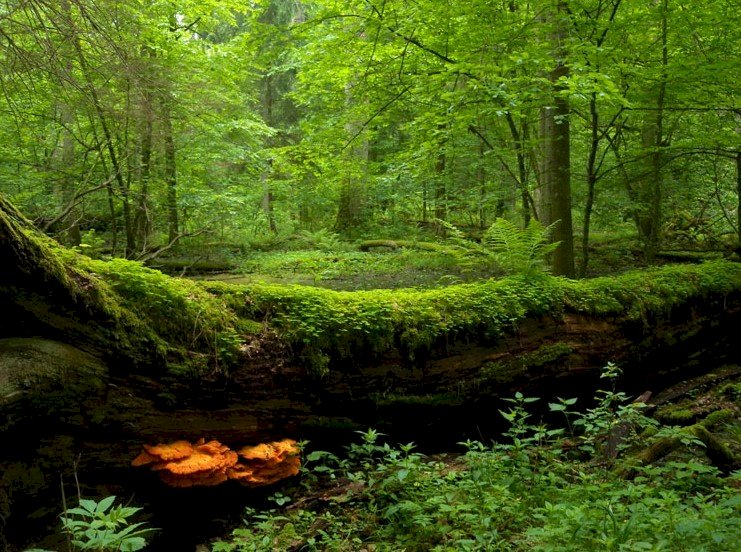 Lesní krajina online puzzle