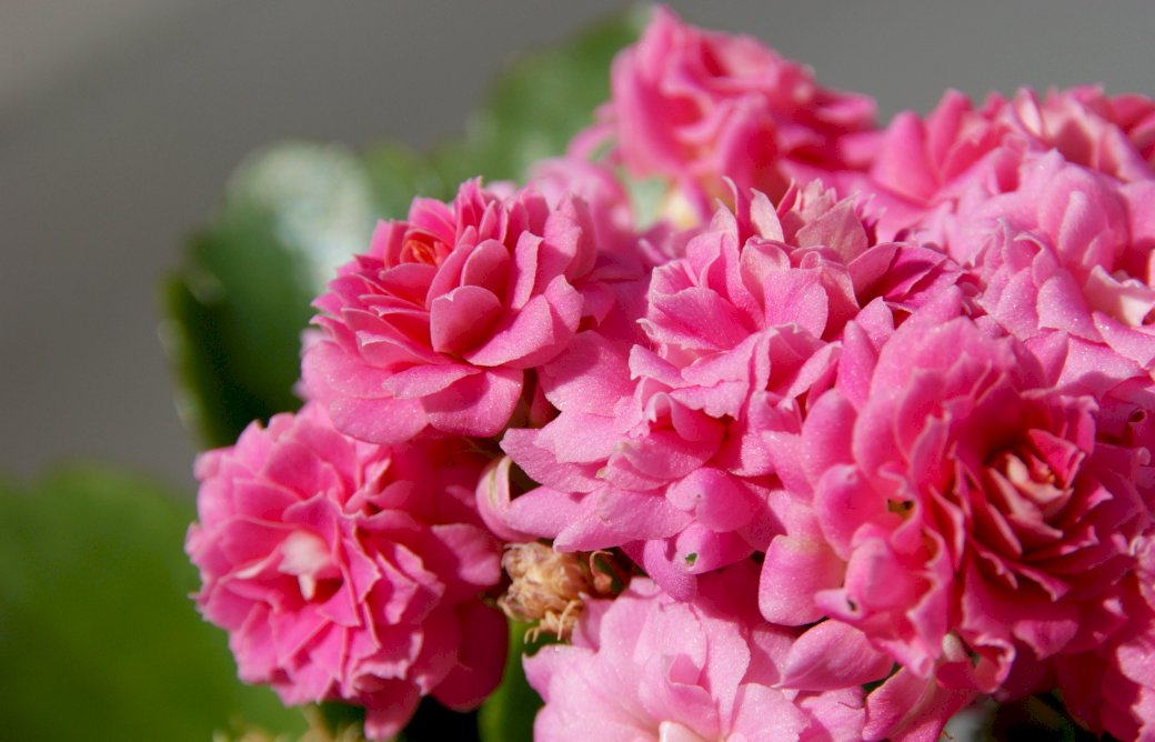 Potted flowers, kalanchoe jigsaw puzzle online