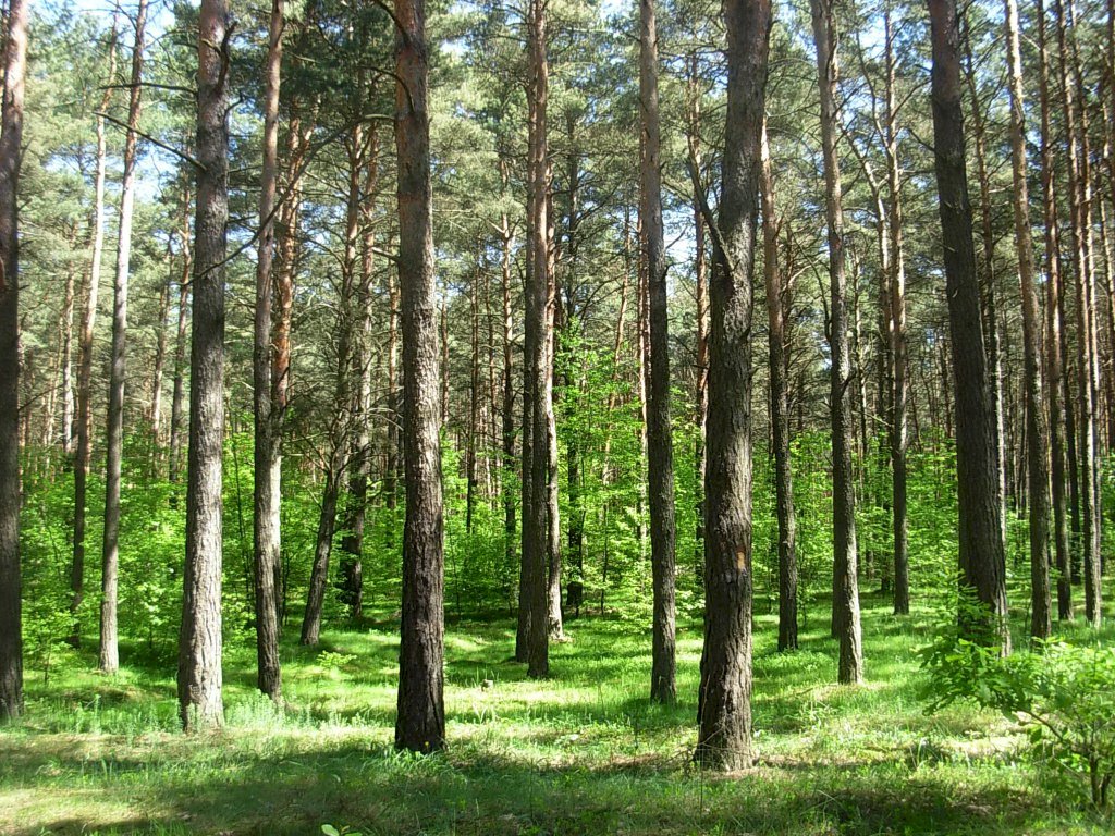Bydgoszcz skog pussel på nätet