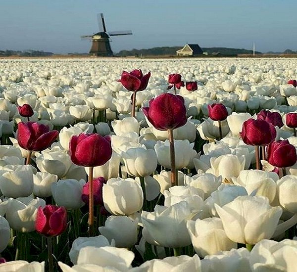 Tulipán. kirakós online