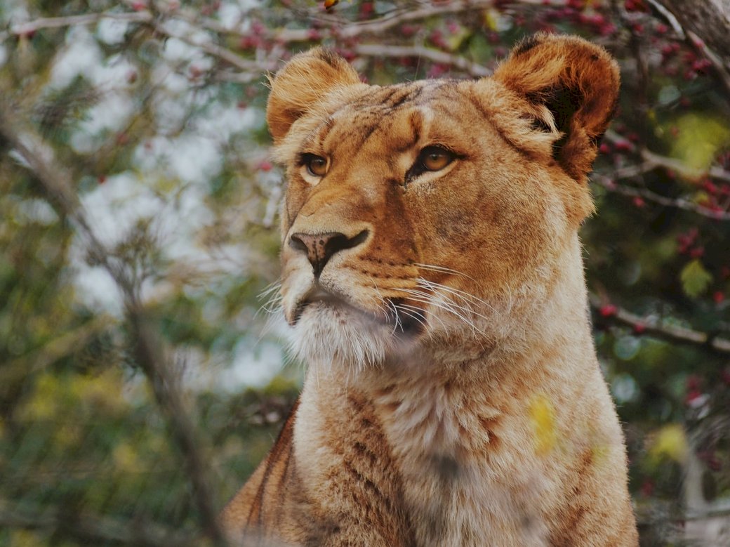 Lioness photo online puzzle