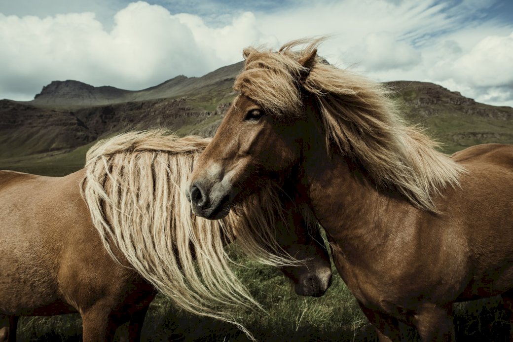 Исландски коне онлайн пъзел