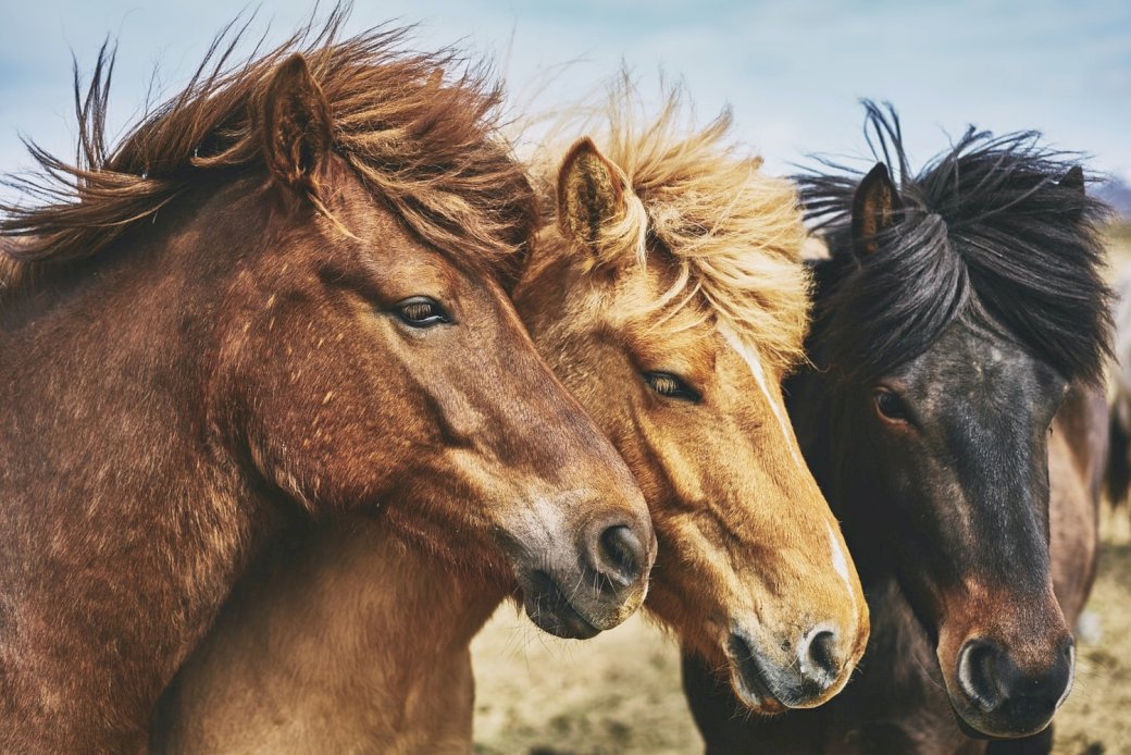 Исландски коне онлайн пъзел