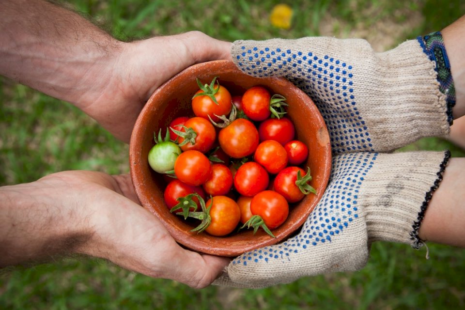 Jardín de tomate rompecabezas en línea
