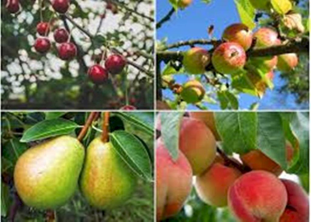 Ябълки, круши онлайн пъзел