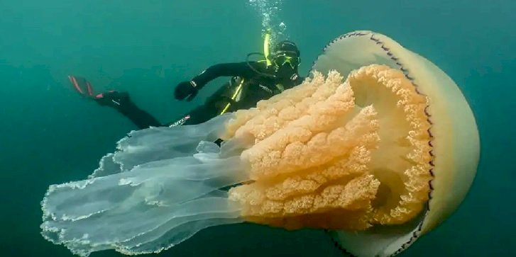 Медуза пазл онлайн