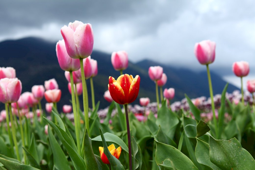 blommor vackra tulpaner pussel på nätet