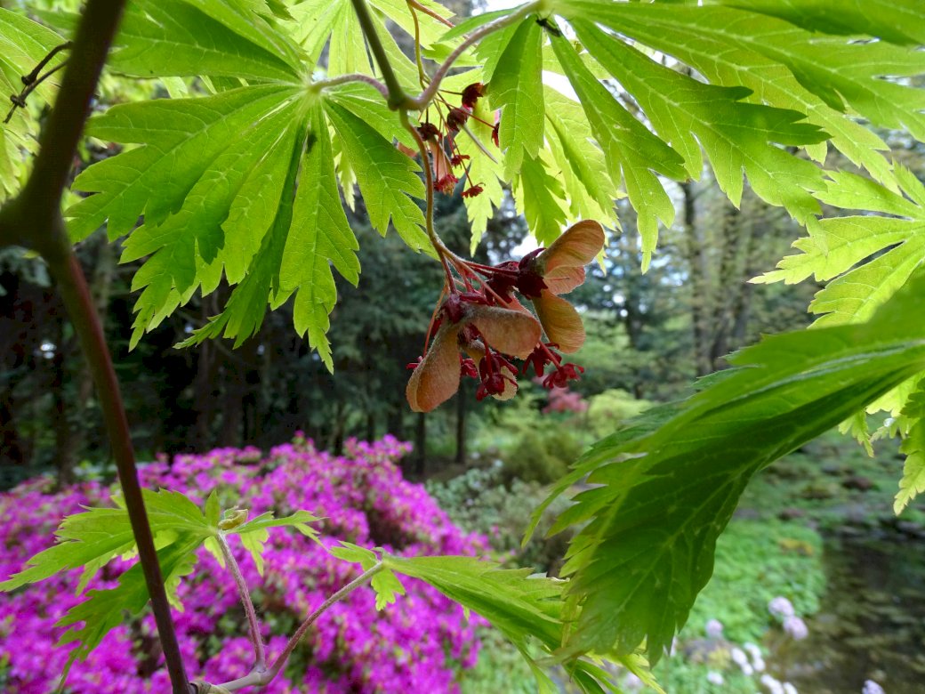 Ιαπωνικό Maple - Przelewice Arboretum online παζλ