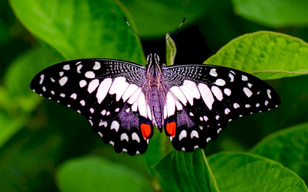 Estágio de desenvolvimento da borboleta quebra-cabeças online