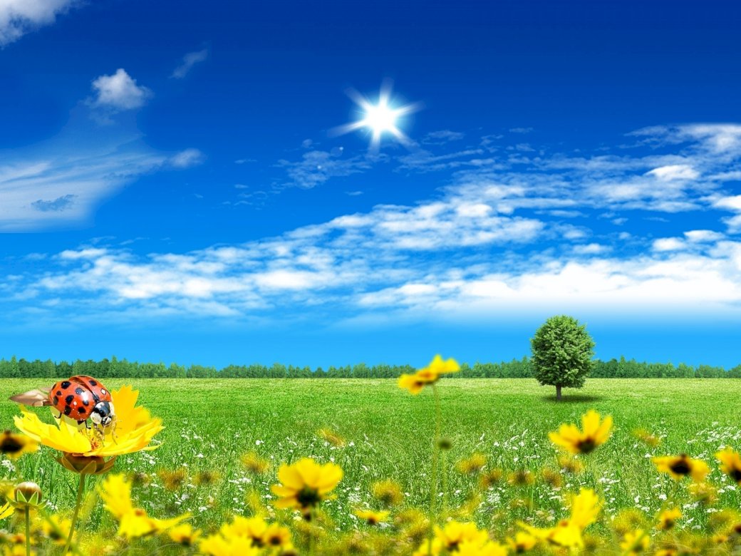 field_flowers_tree_clouds puzzle online