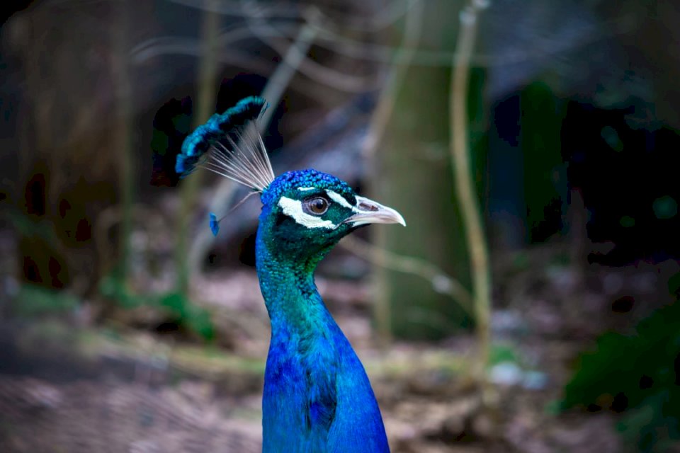 Peacock looking In lens online puzzle