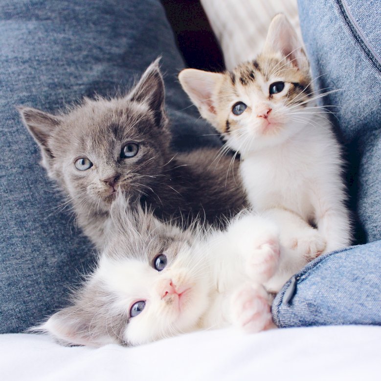 Τρία μικρά γατάκια online παζλ