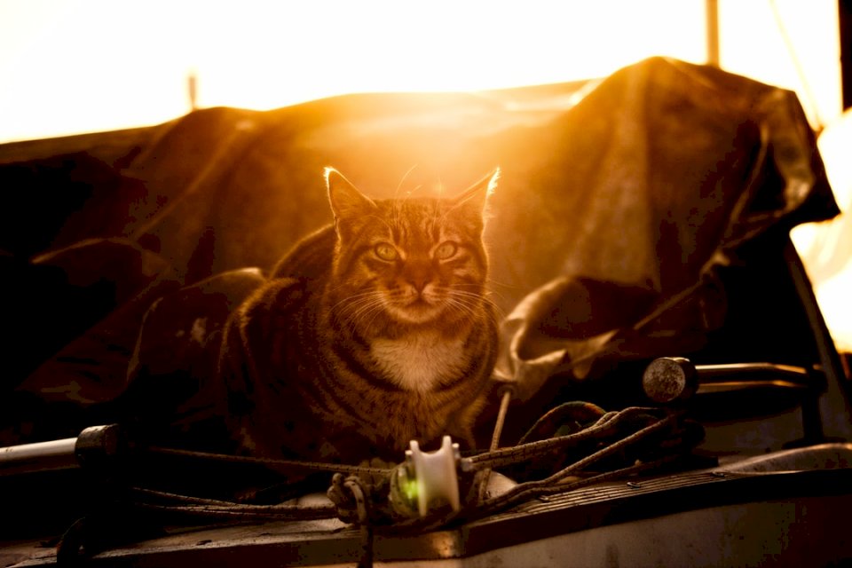 Gato atigrado en un bote durante rompecabezas en línea