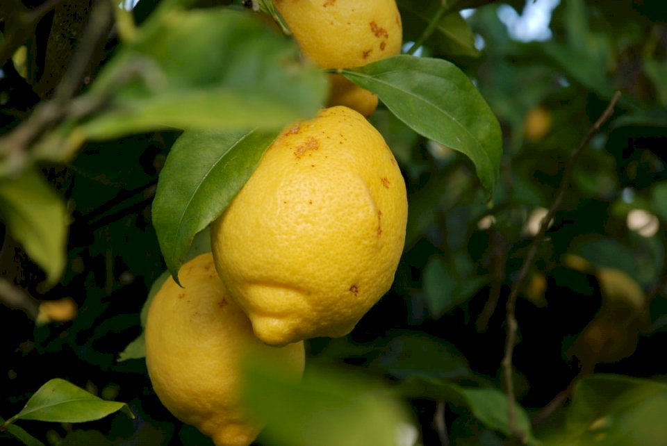Citrons, nourriture puzzle en ligne
