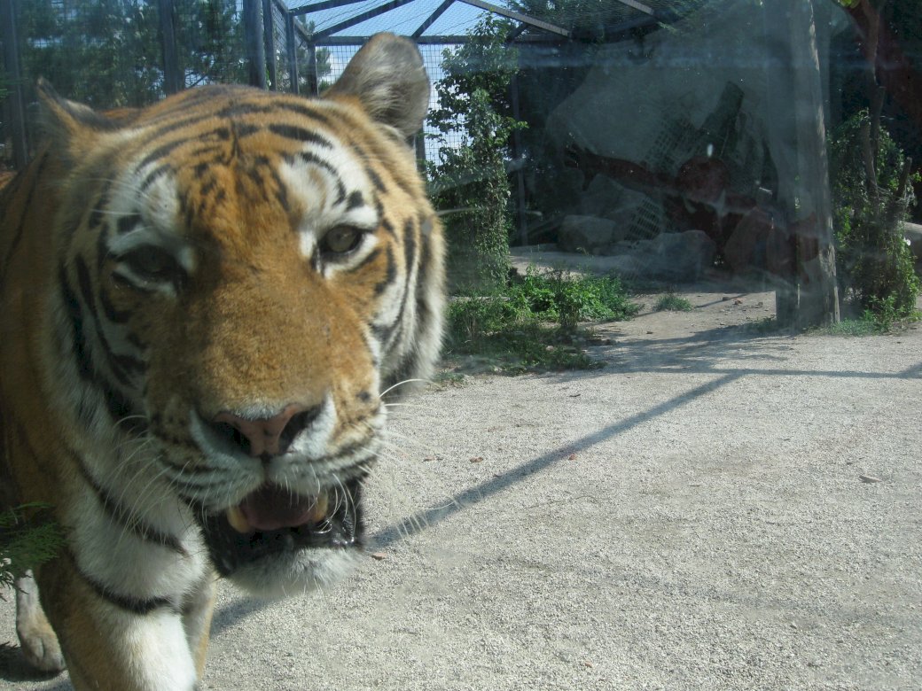 τίγρη περπάτημα στο φράχτη online παζλ