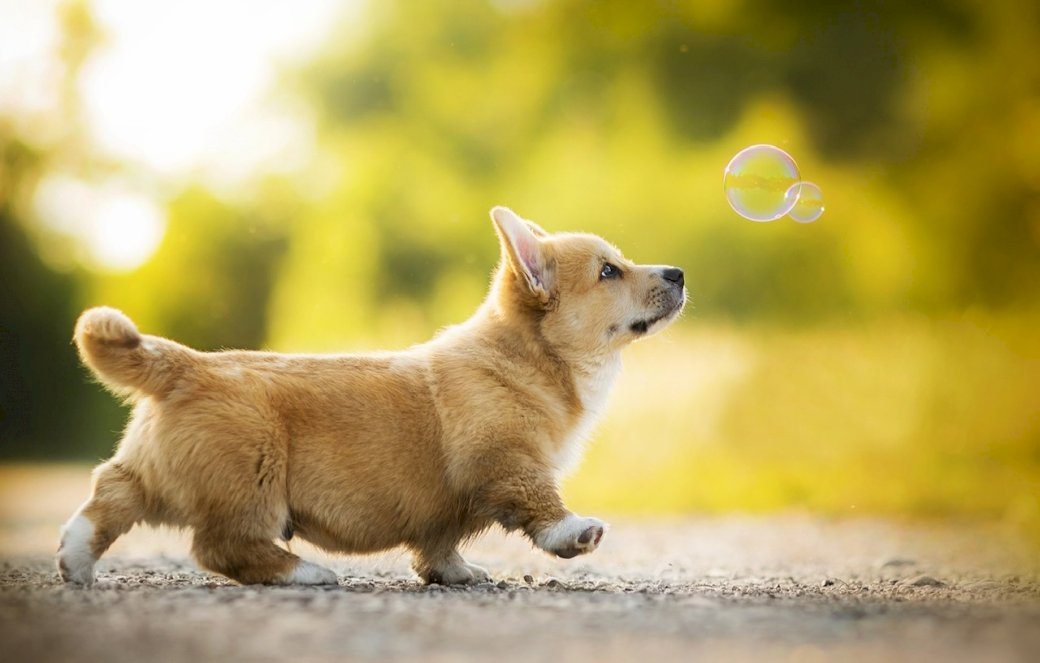 Doggie Ακολουθώντας το Bubble παζλ online