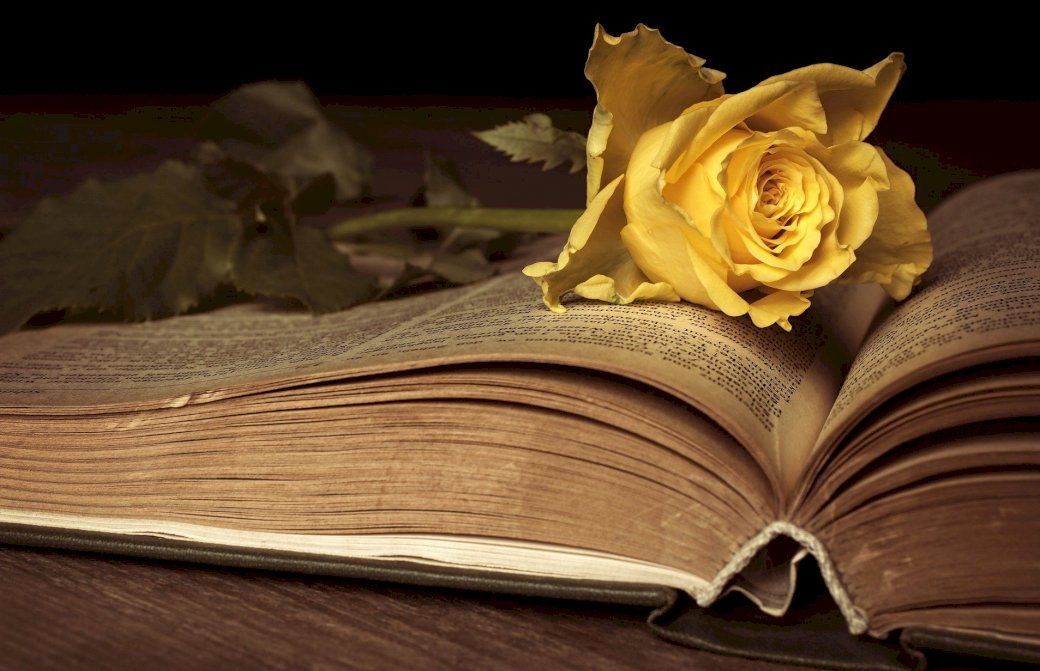 Kniha a růže skládačky online