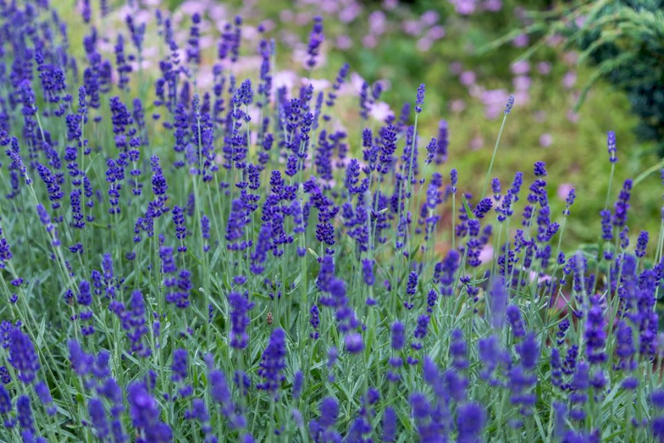 Lavendel weide legpuzzel online