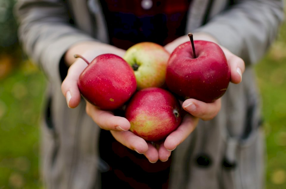 It is time of apples in Korpo! jigsaw puzzle online