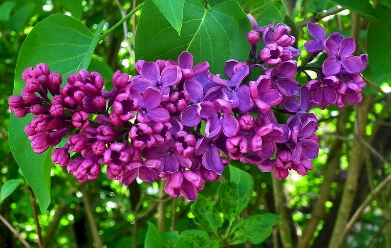 Twig of Lilac pussel på nätet