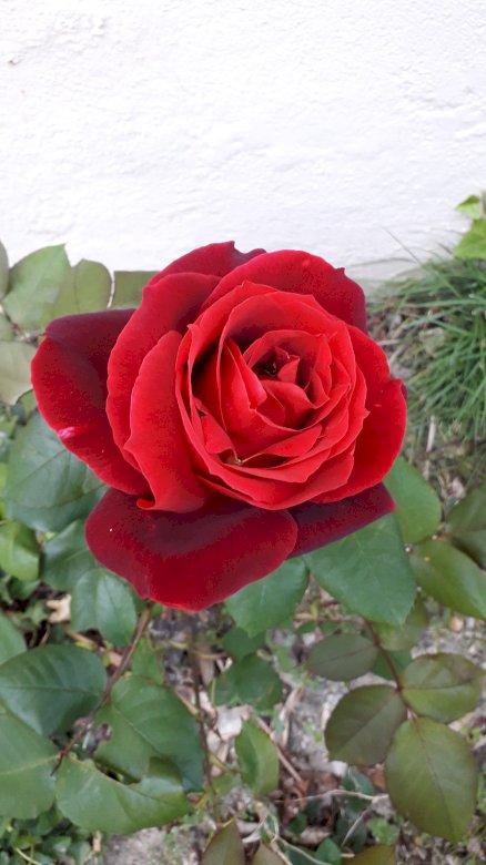 Trandafir roșu puzzle online