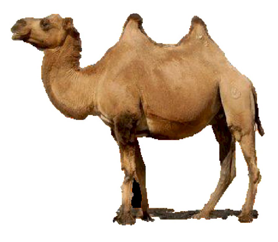 Puzzle Camel Pussel online