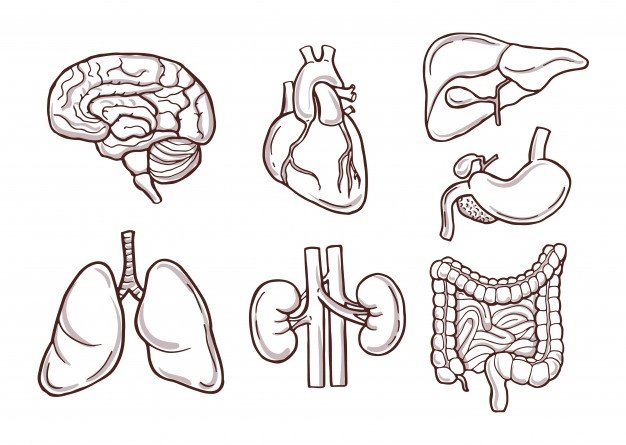 MAIN BODIES OF THE HUMAN BODY online puzzle
