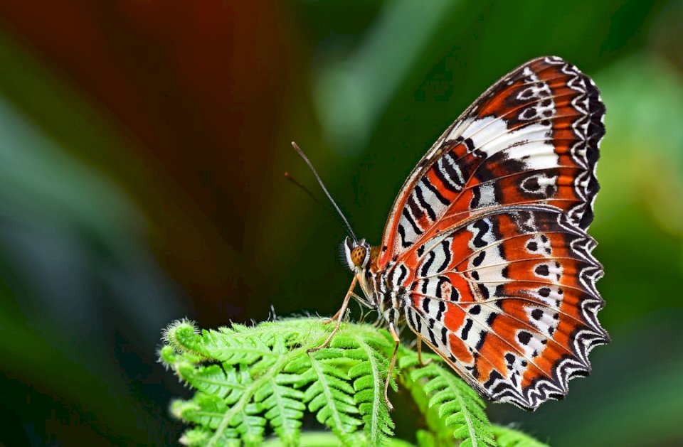 Una mariposa naranja de Lacewing rompecabezas en línea