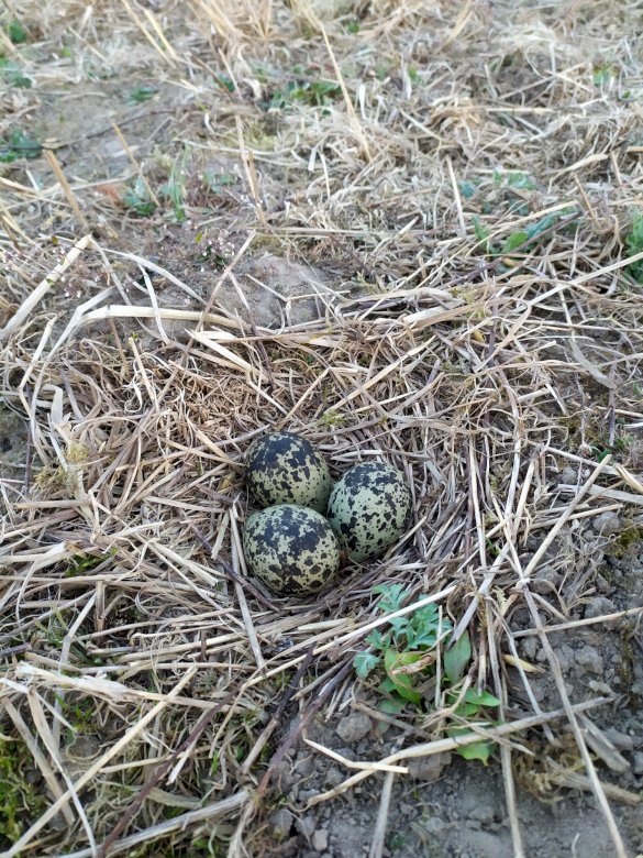 Lapwing nest jigsaw puzzle online