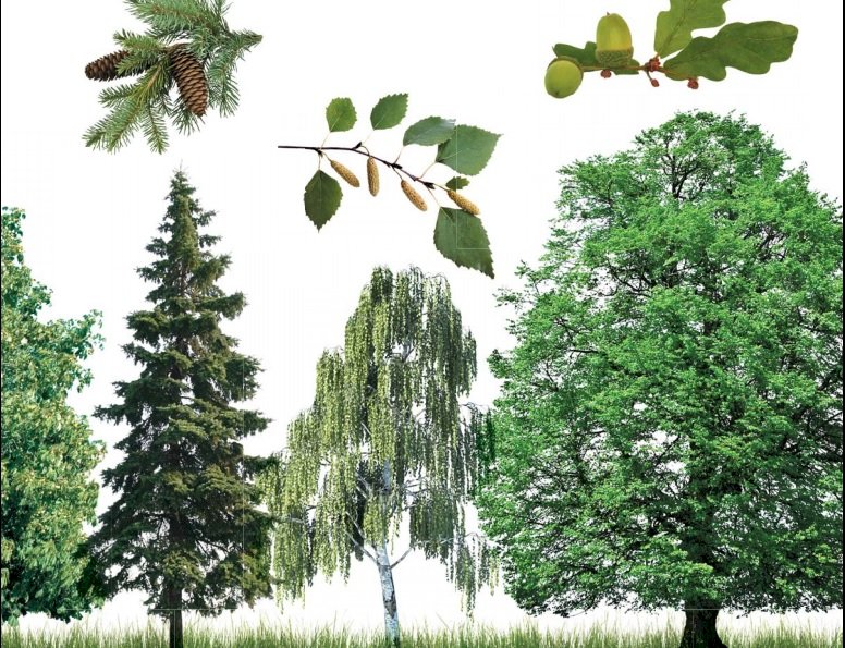 Different trees. jigsaw puzzle online