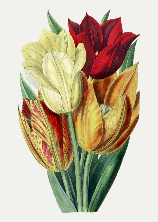 Piros és sárga tulipánok kirakós online