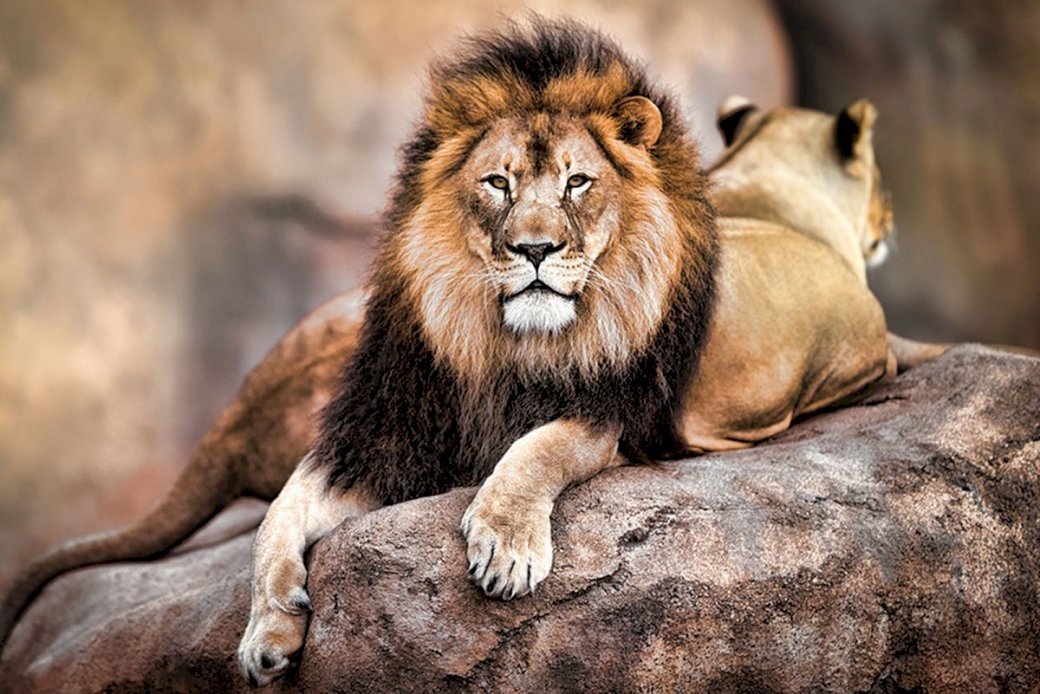 λιοντάρι λιοντάρι λιοντάρι λιοντάρι online παζλ