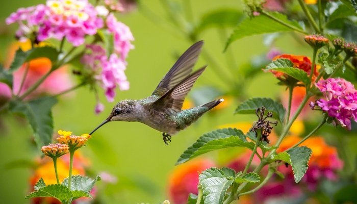 Kolibri im Flug Puzzlespiel online