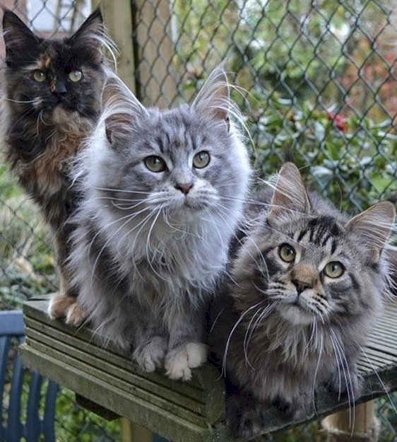 3 söta katter pussel på nätet