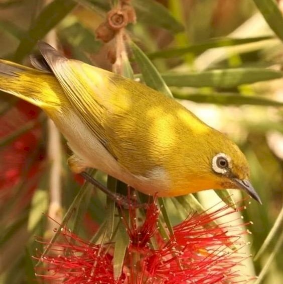 Ein hübscher gelber Vogel Puzzlespiel online