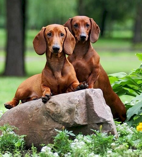 A couple of dachshunds online puzzle