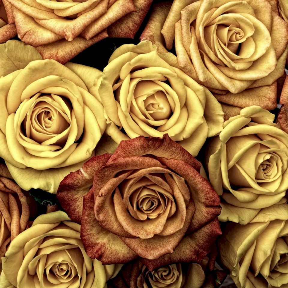 Top view of a rose pattern online puzzle