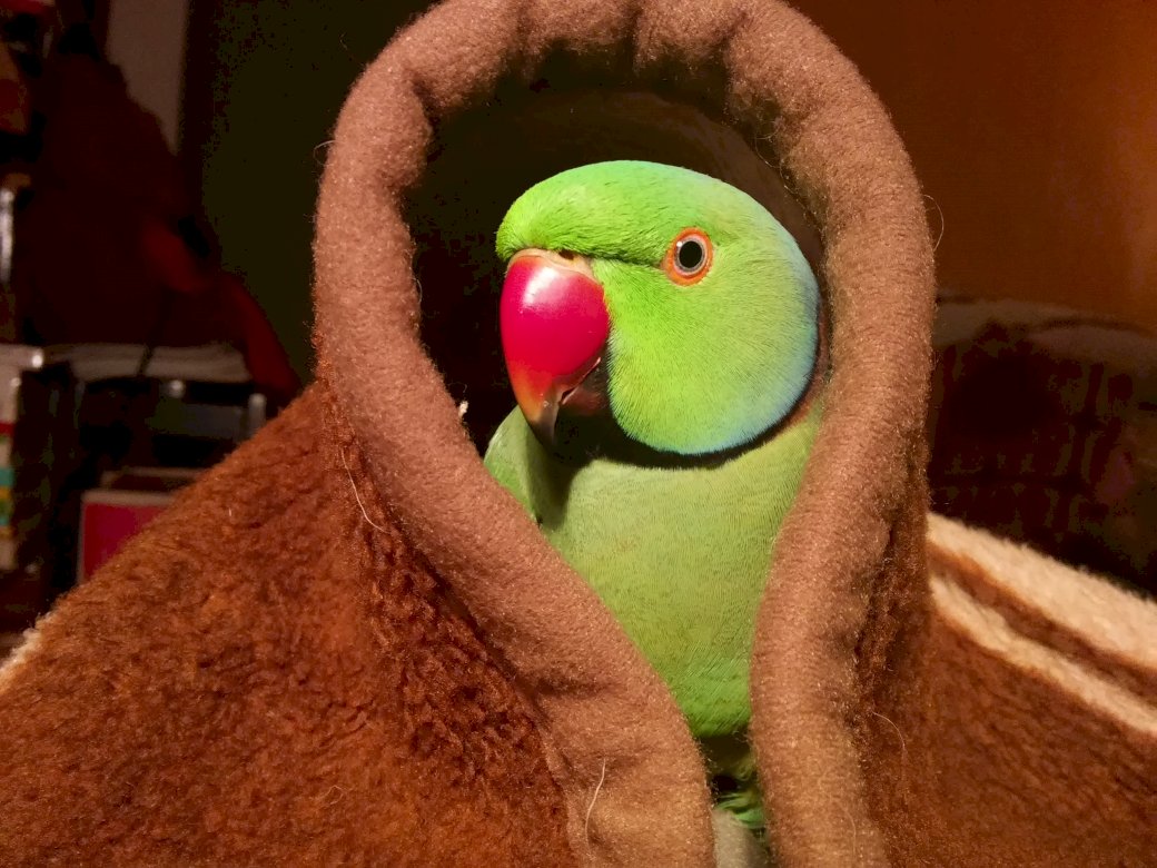 papagaio em um cobertor puzzle online