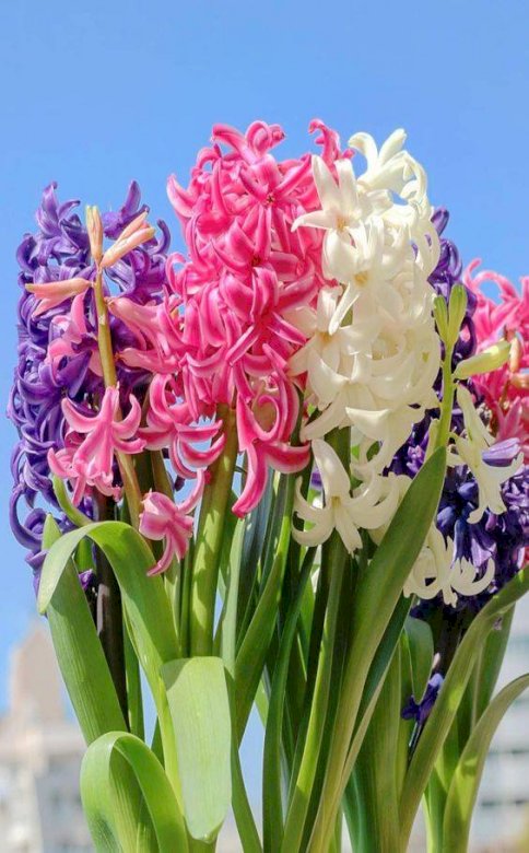 Kleurrijke hyacinten. legpuzzel online