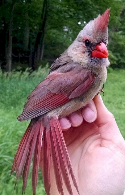 Fågel: kardinal. pussel på nätet