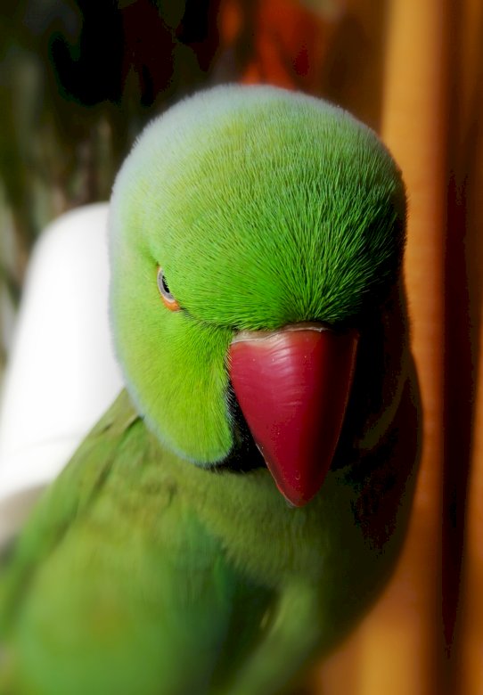 портрет на папагал онлайн пъзел